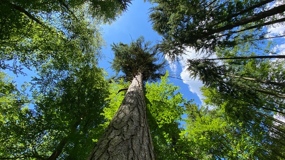 Eine Lärche in einem Wald