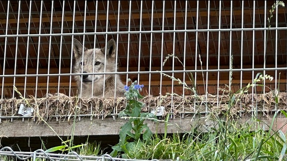 Tierschutz: Die Tattoo-Angels kümmern sich um Hunde