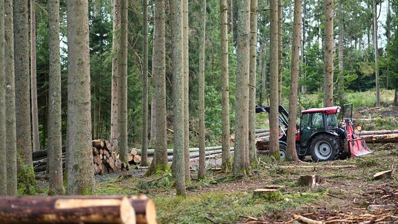 eschreibung Ein Traktor steht im Wald neben gefällten Bäumen.