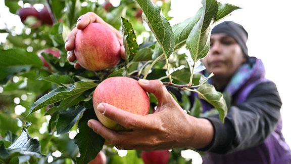 Eine Erntehelferin erntet Äpfel