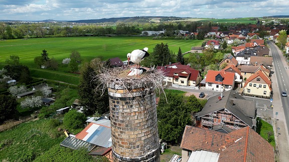 Ein Storchenpaar in seinem Nest in Barchfeld, bevor eine Windböe einen der Störche samt dem Nest herunterwehte.