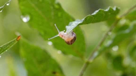 Braune Garten Schnecke