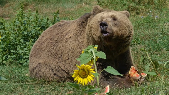 Ein Braunbär liegt auf einer Wiese