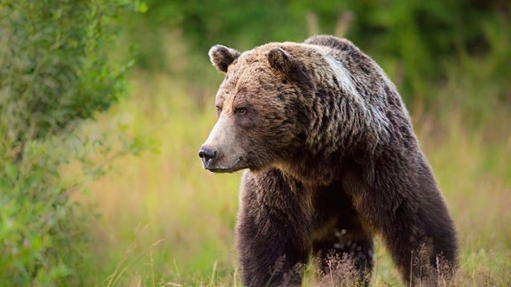 Ein großer Braunbär.