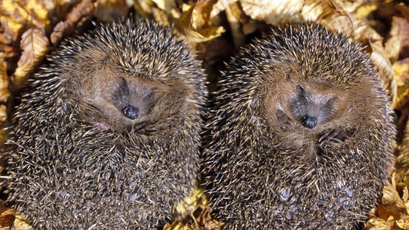 Zwei Igel liegen schlafend im Herbstlaub