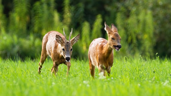 zwei Rehe