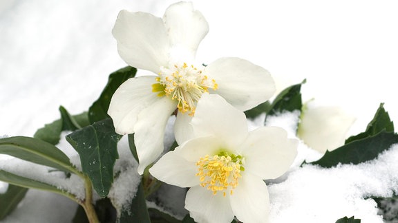 Christrose im Schnee