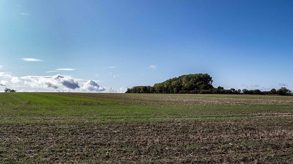 "Judenbusch": Der alte Jüdische Friedhof von Güsten überwuchert vom Wald.