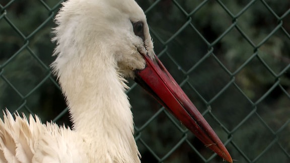 Ein Storch.