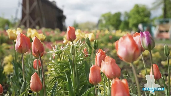 Blumen auf einer Wiese