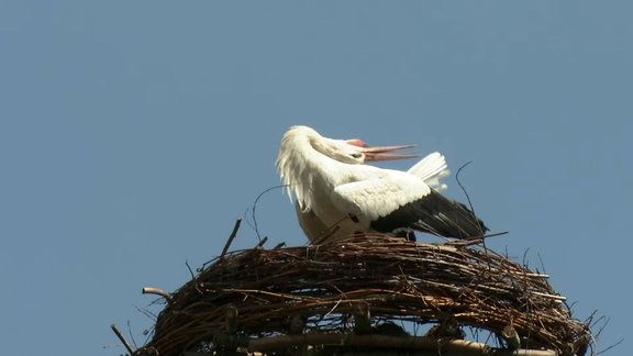 Storch steht klappernd auf seinem Horst