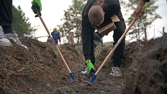 Freiwillige bringen nache Gardelegen Eicheln in den Boden