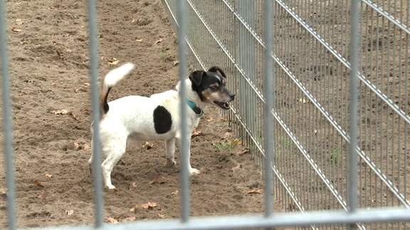 Ein Hund steht hinter einem Gitter.