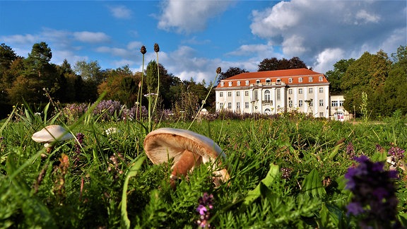 Wiese mit Pilzen vor Schloss Tangerhütte