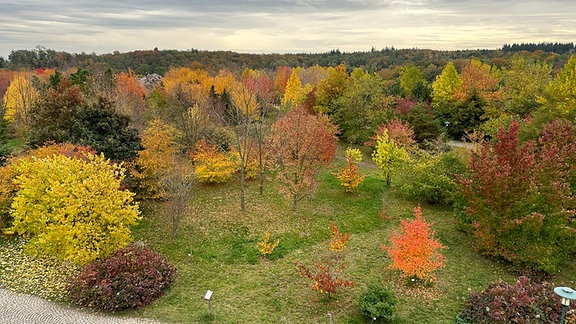 Herbst Tharandt