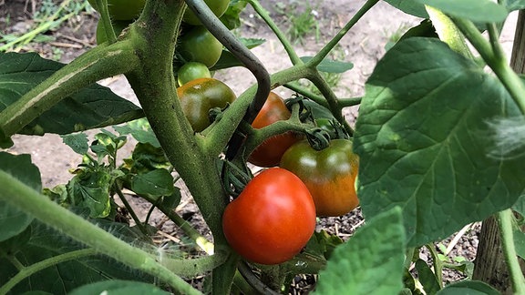 Tomaten am Strauch