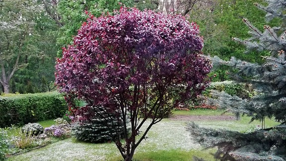 Etwas Schnee in einem Garten