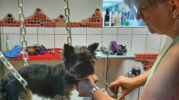 Frau schneidet kleinem Hund die Haare