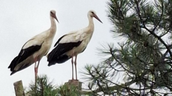 Zwei Störche stehen in ihrem Nest.