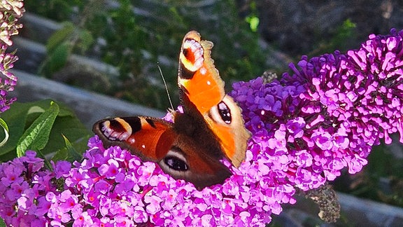 Tagpfauenauge Schmetterling