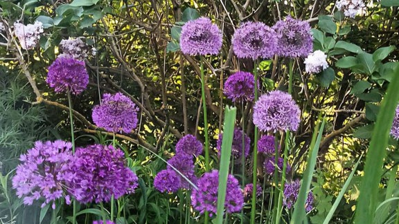 Eine Grußbotschaft vor lilafarbenen Blumen