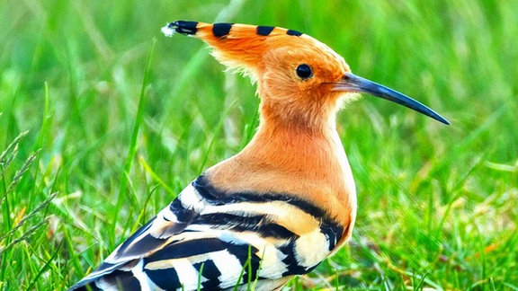 Ein bunt gefiederter Vogel