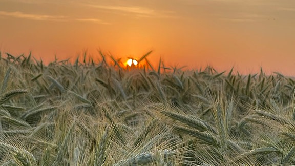 Getreidefeld bei Sonnenuntergang