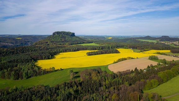 Der Symboldberg für die Sächsische Schweiz, der Lilenstein und blühenden Rapsfeldern. 