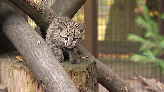 Eine junge getigerte Wildkatze