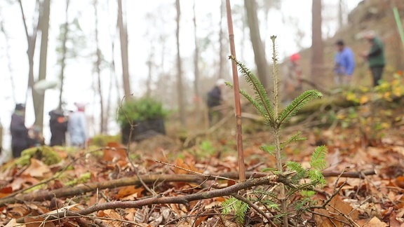 Eine junge Tanne im Wald