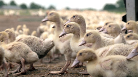 Hartmut Oehlerts Enten haben jeweils vierzehn Quadratmeter Kleegrasfläche und frisches Brunnenwasser zur Verfügung - echte bäuerliche Freilandhaltung, ohne Antibiotika, die aber auch vom Verbraucher bezahlt werden muss.