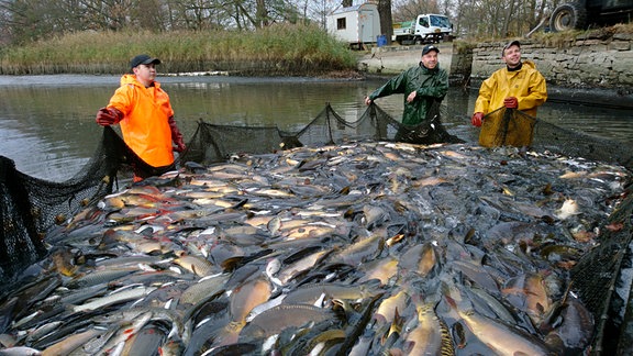 Abfischen der Teiche - seit über 750 Jahren ein Highlight in der Lausitz