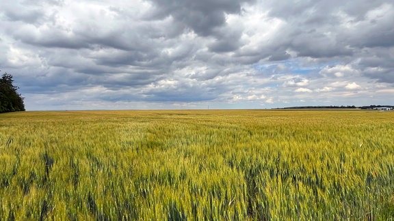 Landschaft mit Weizenfeld und wolkigem Himmel