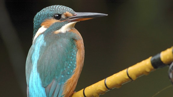 Eisvogel, auf einer Angelrute sitzend