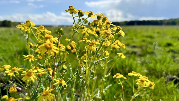 Eine Pflanze mit gelben Blüten auf einer Wiese