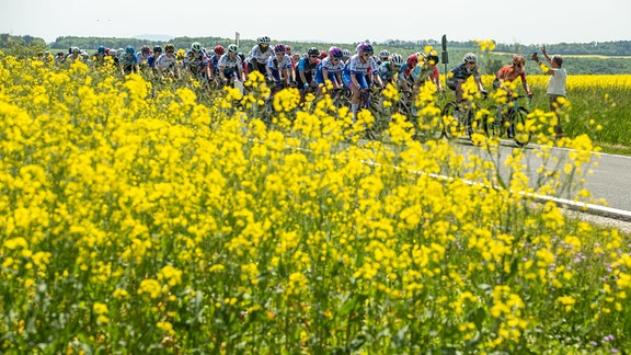 Das Fahrerfeld der 35. LOTTO THÜRINGEN LADIES TOUR fährt nahe der Ortschaft Lengenfeld unterm Stein an blühenden Rapsfeldern vorbei.