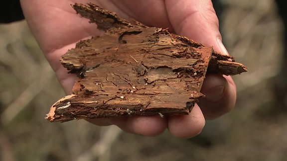 Ein Stück Rinde mit Borkenkäferspuren