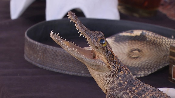 Ein sichergestelltes kleines totes Krokodil