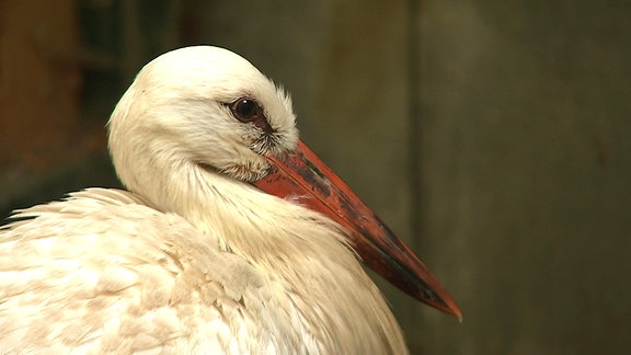 Storch "Storchi"