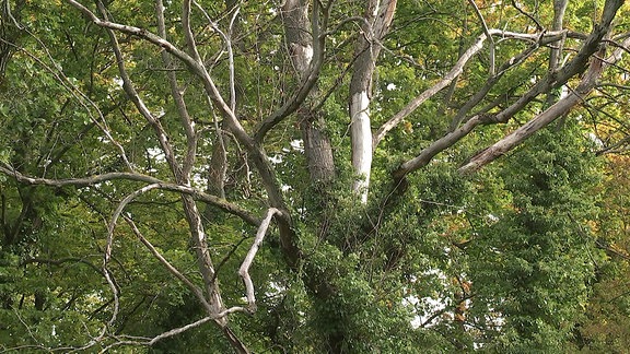 Abgestorbener, kahler Baum