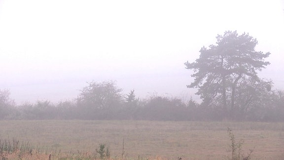  Nebel-Landschaft