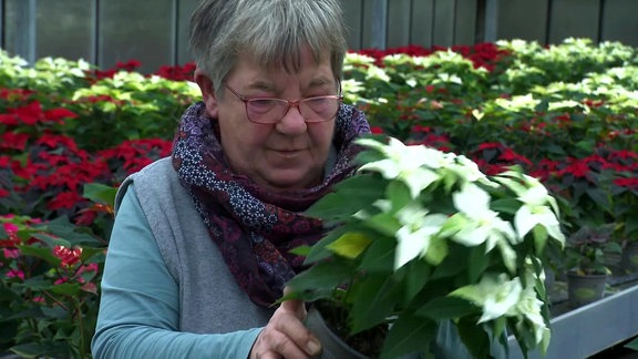 Weihnachtssterne in Schönstedt