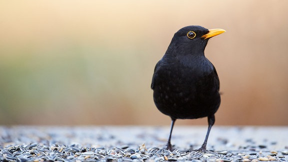 Amsel