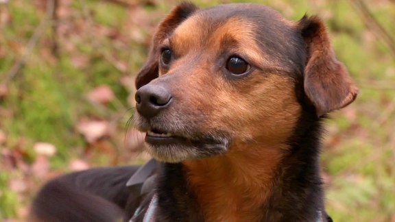 Hund schaut erwartungsvoll, neues Zuhause für ihn gesucht