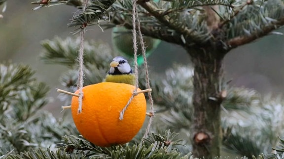 Futtertheke für Gartenvögel