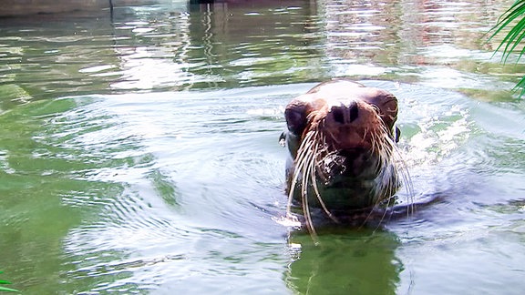 Eine Robbe schwimmt im Wasser.