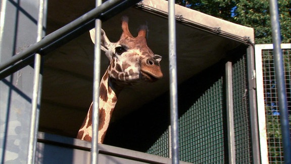 Der Kopf einer Giraffe schaut aus einem Tiertransporter hinter einem Zaun.