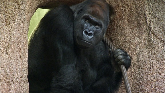 Ein Gorilla sitzt in einem Mauerloch und hält sich an einem Seil fest.