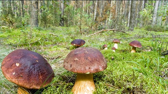 Steinpilze im Wald.