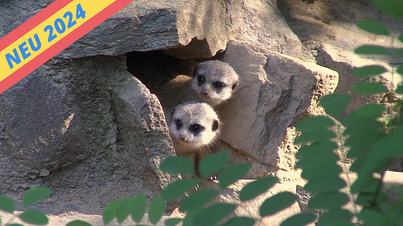 Erdmännchen-Nachwuchs im Tierpark Chemnitz